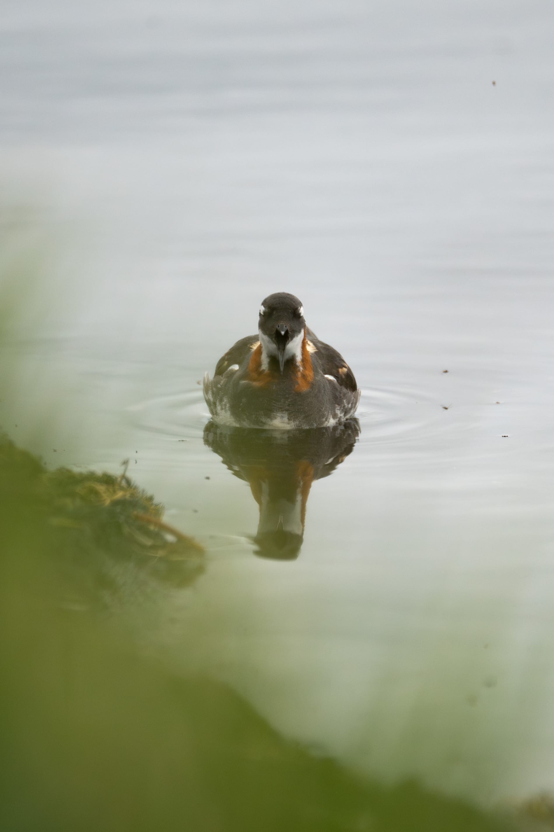 Portrait of a female red-necked phalarope on a lake, staring directly at the camera, having her beak open.