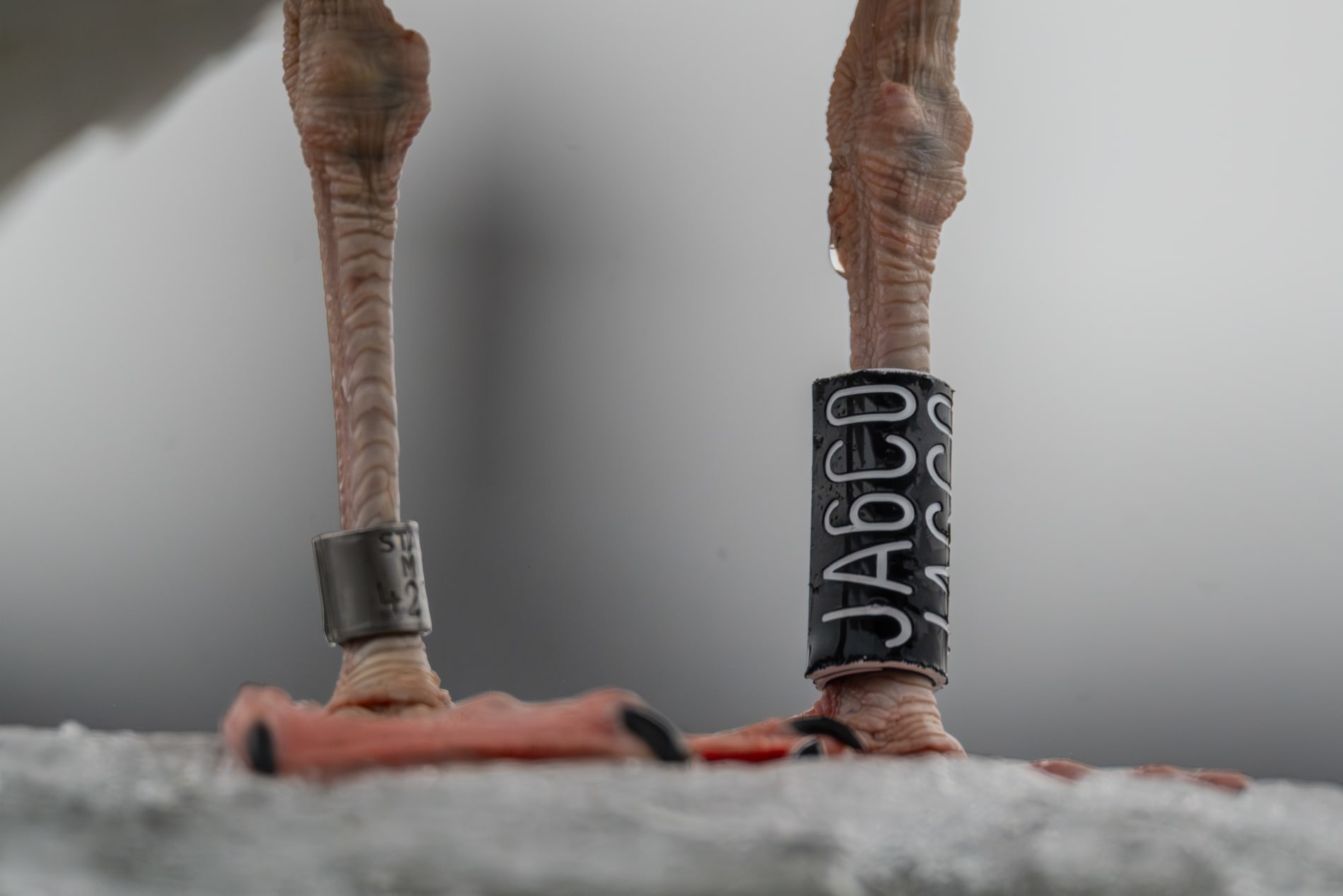 Color ring on the legs of a herring gull, with the code JA6C0.
