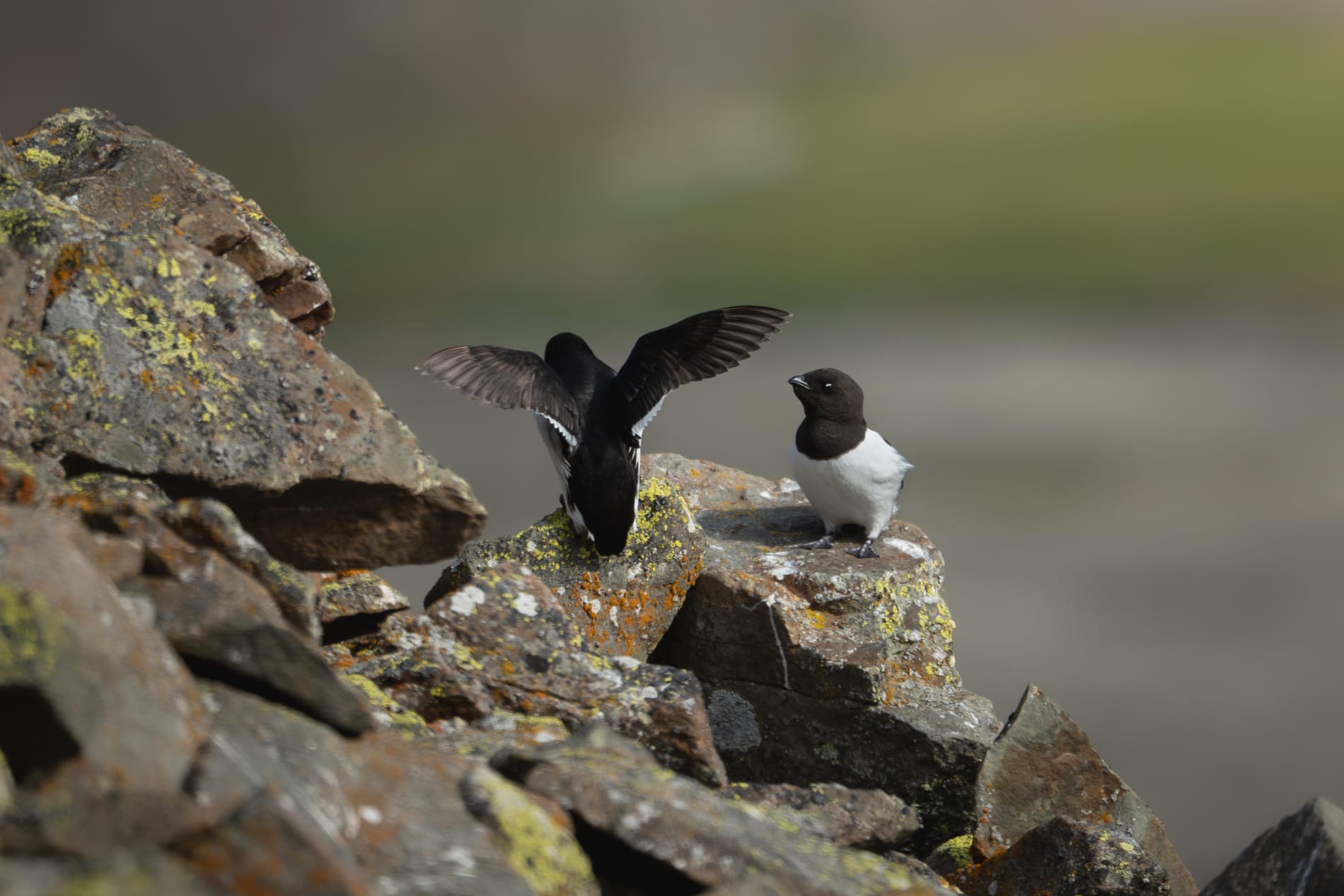 Two little auks sitting on a lichen-covered rock on the side of a mountain, with a green and gray valley out of focus in the background. The little auk on the left is facing away from the camera and stretching its wings, showing the black backside with white line under each wing. The one on the right is facing the camera, showing off the black head with white dot above the eye.