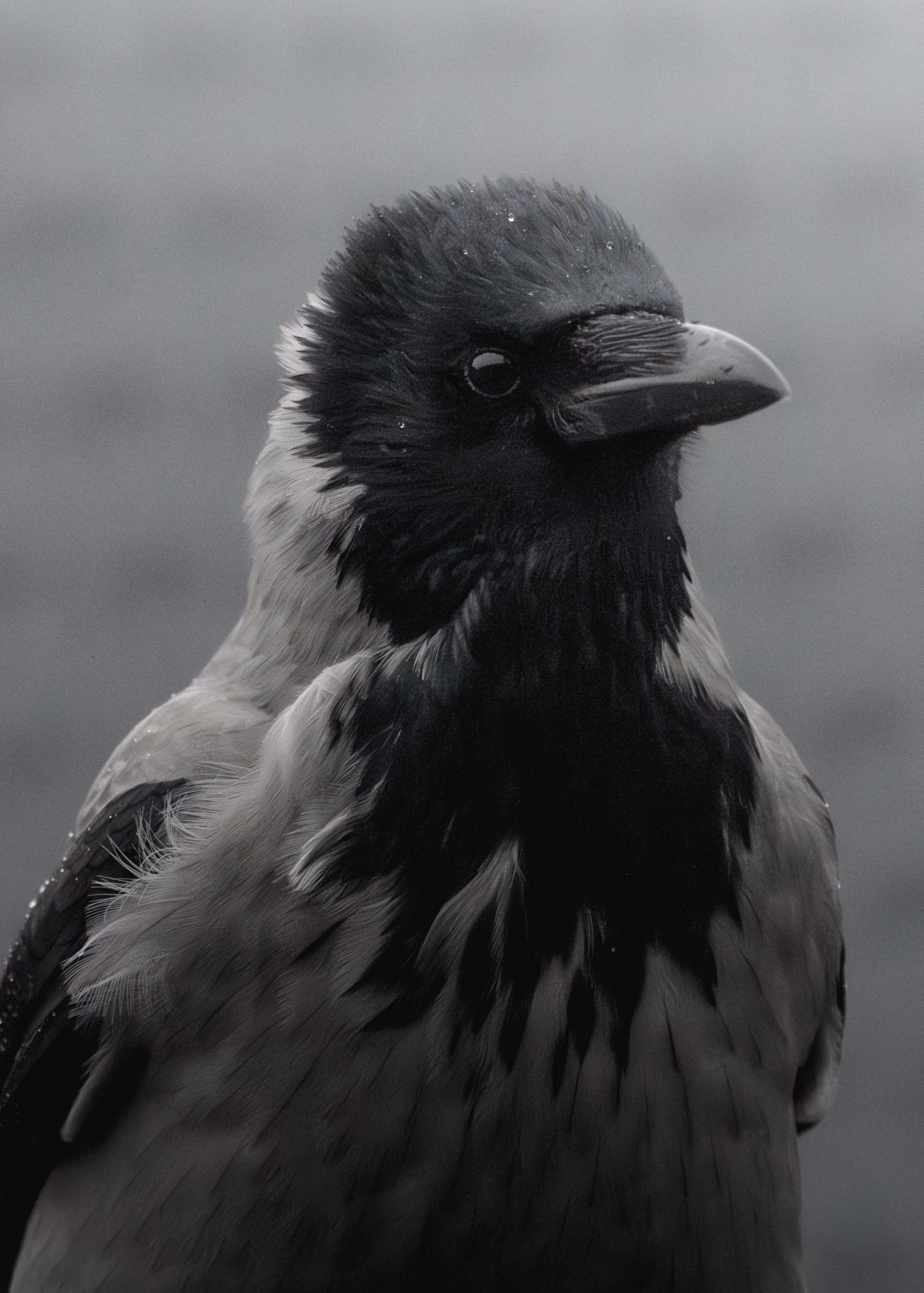 Black and white portrait of a hooded crow, looking stern at the camera, with a lot of detail