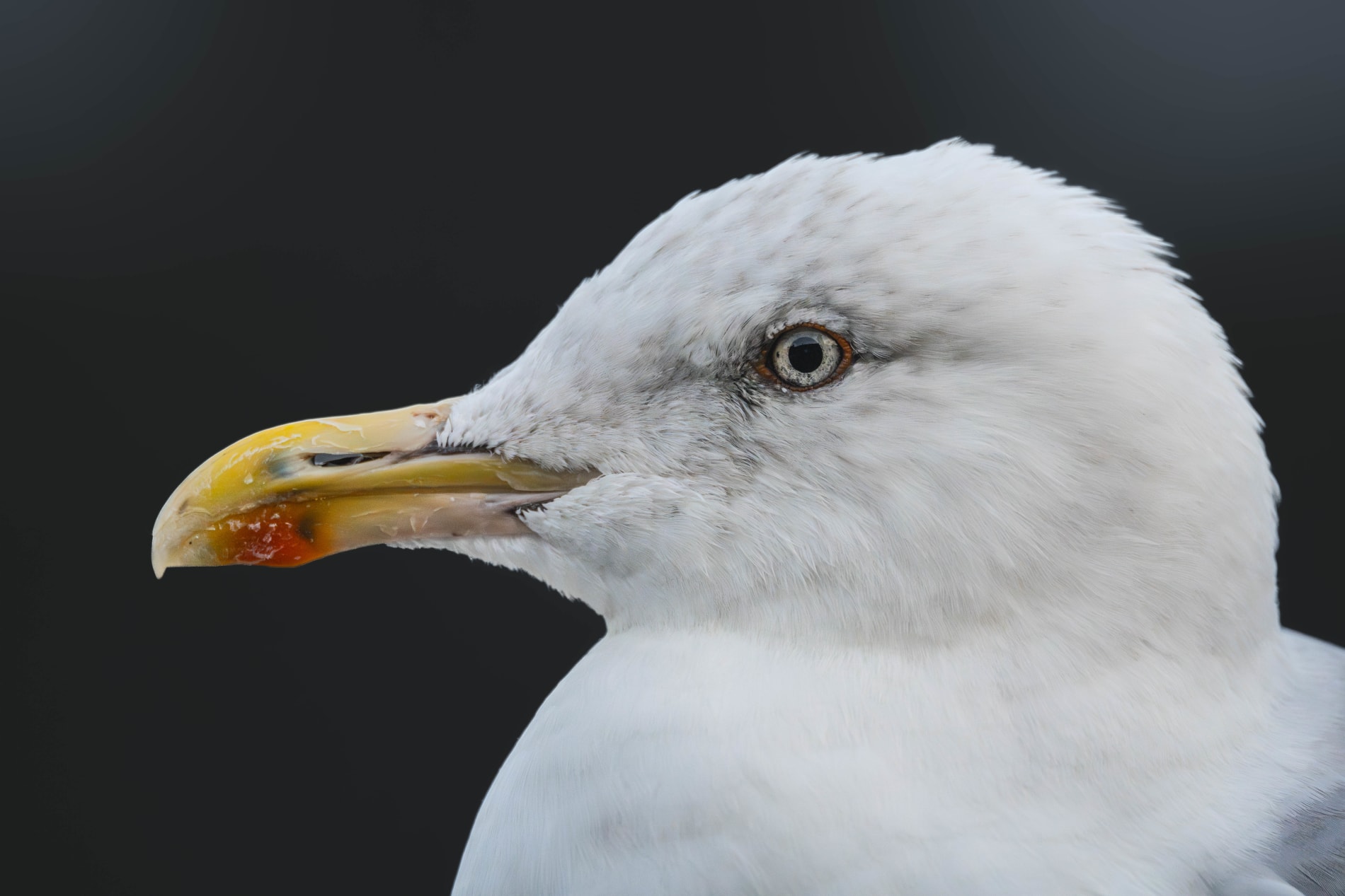 Close up of the head of an adult herring gull, moulting into winter feathers, taken in profile. Her beak is rather short, and her head is rounded.