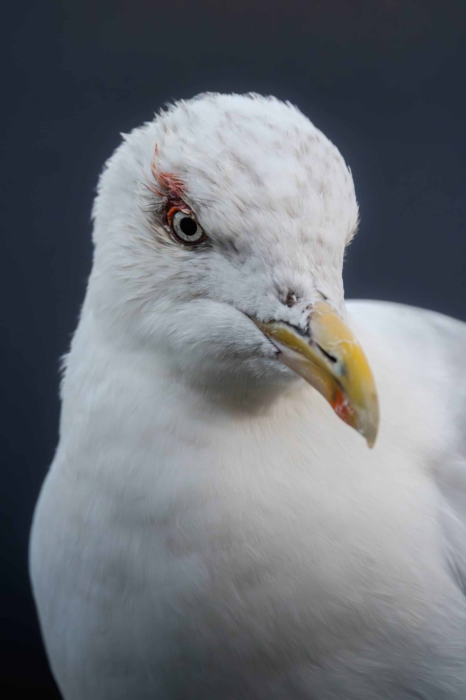 Portrait photo from the chest upwards of an adult European Herring Gull just moulting into winter plumage, with light  brown stripes on the head. She's looking towards the camera, and around her right eye her feathers are standing upwards and have blood on them.