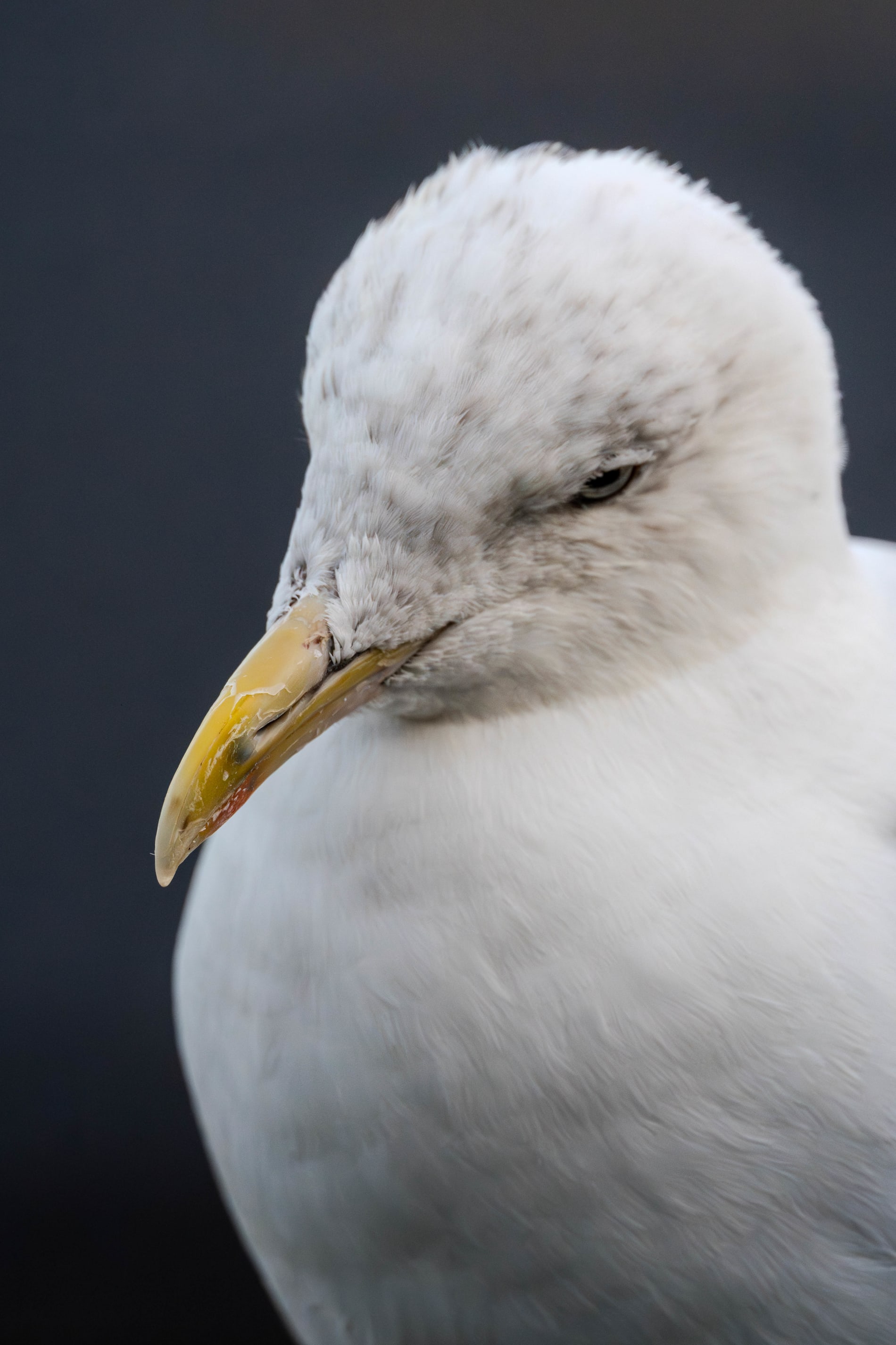 Portrait of a European Herring Gull, photographed from the front, while she's looking to the bottom left.