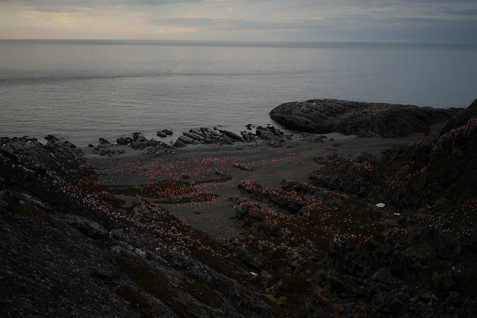 wide angle picture of a rocky coastline with thousands of herring gulls on them, a small red dot is placed on each of the gulls