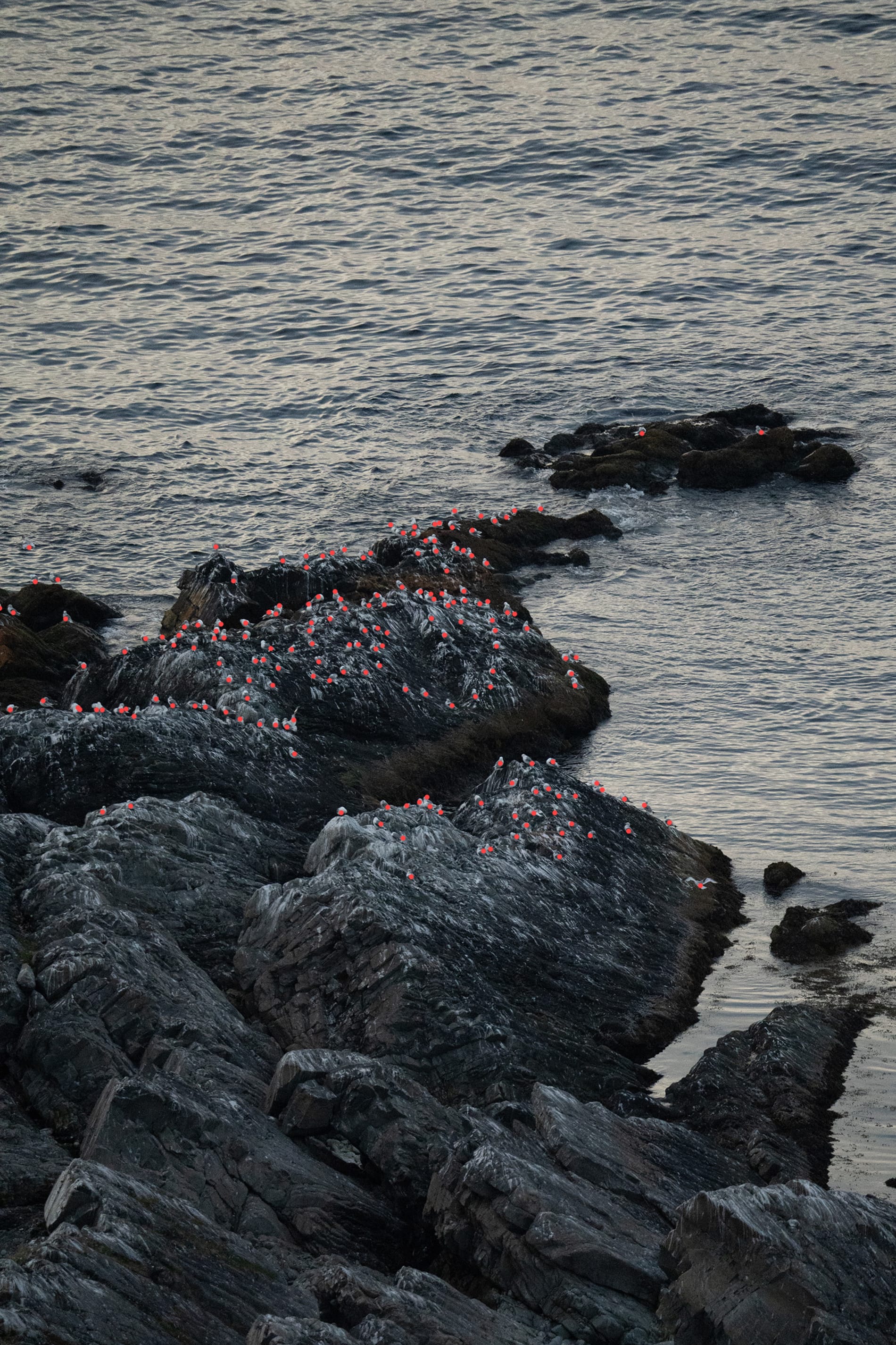 wide angle picture of a rocky coastline with thousands of herring gulls on them, a small red dot is placed on each of the gulls