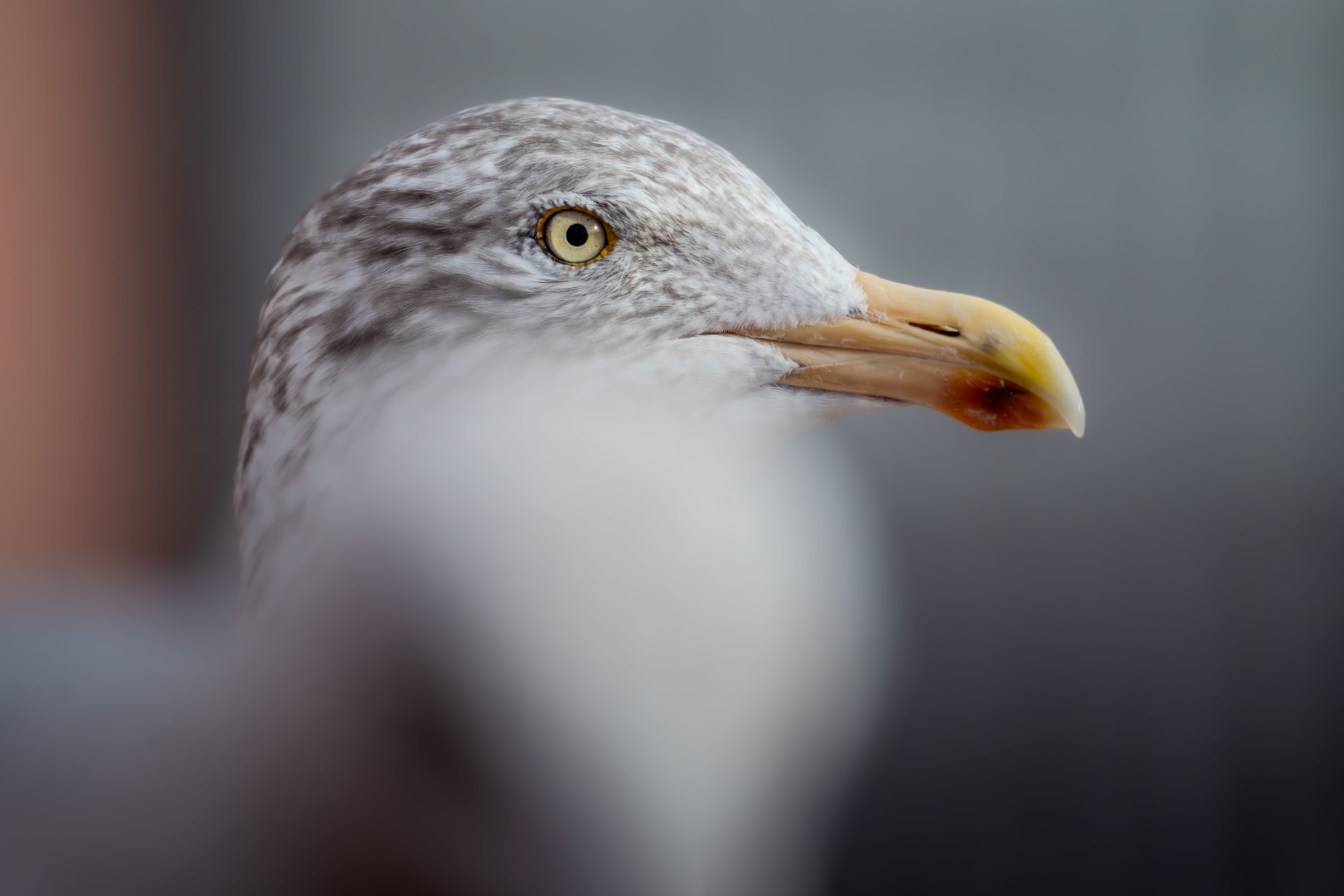 Portrait of an adult herring gull in winter plumage, zoonmed in on her face. She has a lot of brown/gray stripes, which makes her face look kind of dark. Her beak is on the small side for a herring gull, and has a faded orange/yellow color. Her eyes are yellow, with few very specks on the iris. In front of her is a larger herring gull, completely out of focus. The background are out of focus buildings, creating a blurry gradient.