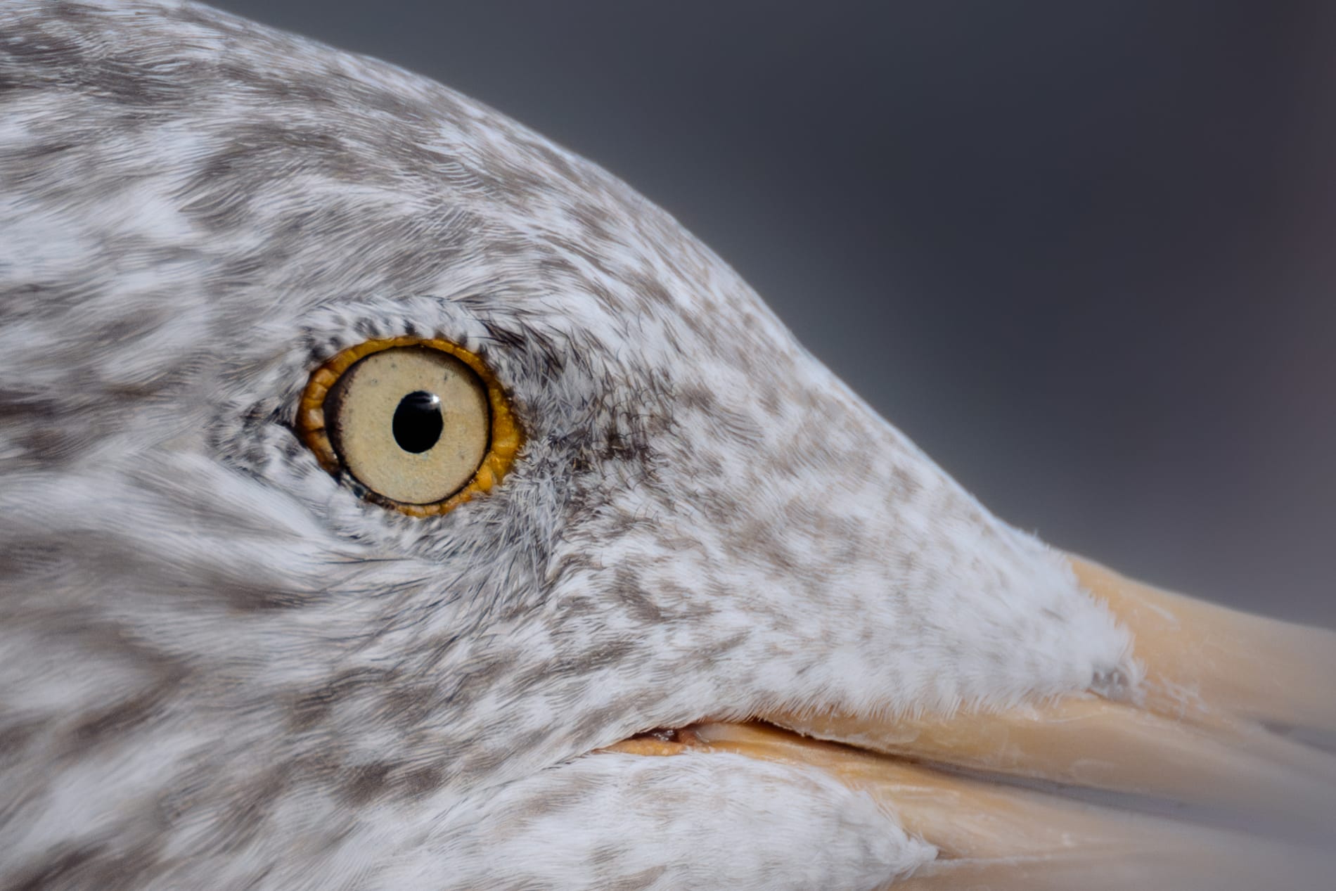 Close-up (zoomed in and cropped) of the eye and part of the head of an adult european herring gull in winter plumage (white head with brown/gray stripes). Her iris is yellow/light green, with a black pupil that reflects the sunlight and 3-4 tiny barely noticeable black specks on the iris. Around the eye there's an orange circle, out of which tiny white feathers grow, almost like white eyelashes.