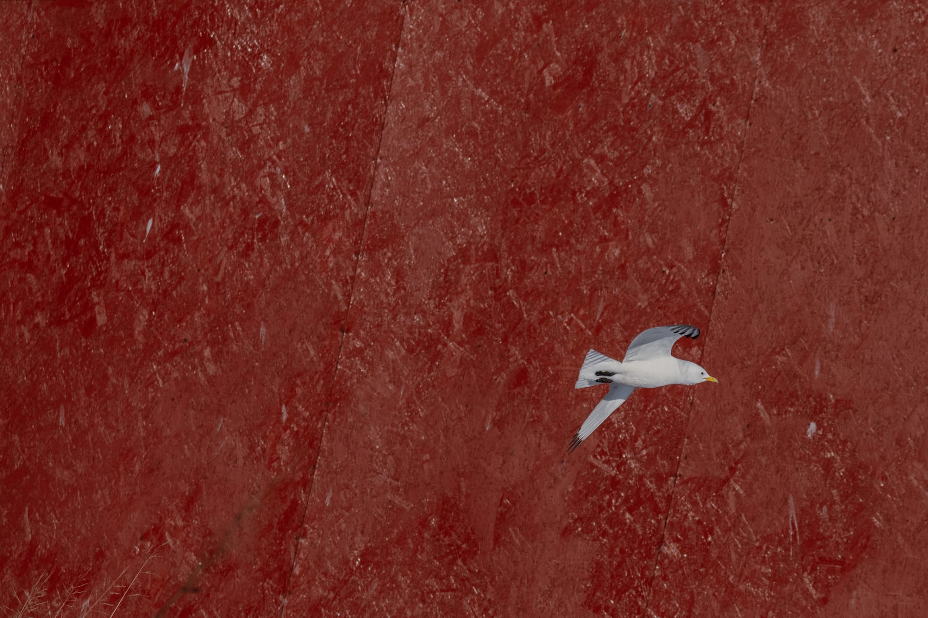 Red wooden structure with diagonal lines, and small in frame a black-legged kittiwake flying in the bottom right