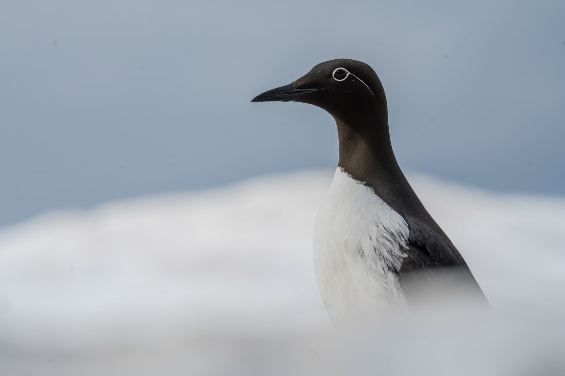 Bridled common murre (with white eye ring) standing in front of a snowed in mountain.