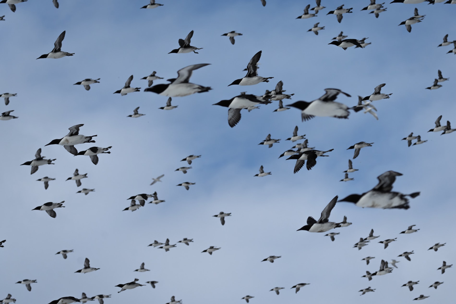 Common murres flying from the right to the left of the frame, against a bright aqua light sky