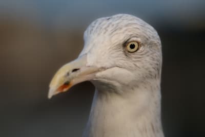 Portrait of an adult herring gull in winter plumage, showing the left side of his face. He has a white head, with ligt brown/gray stripes, which gets a bit darker around the eyes. The background are completely blurry out of focus buildings, creating a black/brown/blue gradient backdrop.
