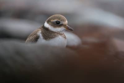 Close-up of a juvie ringed plover sitting behind a rock on a beach. The picture is zoomed in, making the rock in front of them and the rocks behind out of focus, while the face and feathers are sharp.The beak is short, going from orange to dark brown. The stomach and chin/neck are white, and the head and bacj are speckled brown. There's half of a darker brown band around the neck, a slightly darker brown band underneath the eyes, and a white and beige stripe above.