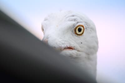 Adult herring gull looking at the camera from behind a diagonal roof, with a trans flag colored sky in the background