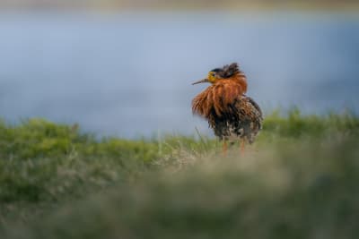 Male ruff with orange/brown neck feathers and yellow face, looking to the side of the screen with a stern expression. He's standing in grass, with a lake in the background, and yellow grass behind the lake.