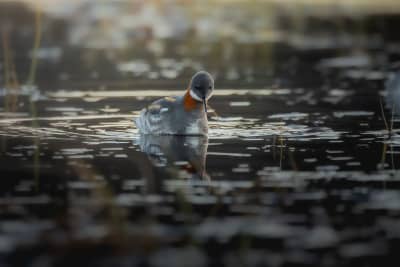 Portrait of a female red-necked phalarope on a lake, with grass in the background. The phalarope has a gray body and head, with a white dot above the eye, a white belly, and a white patch on the chin. On each side of the neck, there's a strip with deep bright orange/red colored feathers.