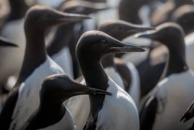 Group of ca 15 common murres standing closely together on a sunny day. The picture is taken with a telezoom lens, showing them all chest up, focused on two cuddling murres in the middle.