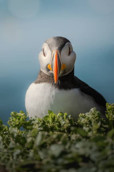 Portrait of a puffin, sitting in green bushes, looking straight at the camera, with blurry aqua sea in the background.