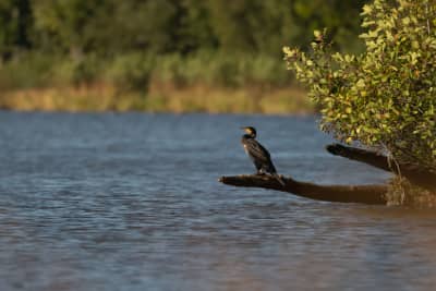 Small in frame picture of a great cormorant perched on a tree branch that's hanging over a lake. There's lots of vegetation in the far background of the lake, and a lot of open water space on the left of the cormorant.