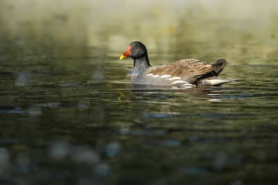 Moorhen swimming on green water on a sunny day. The moorhen is a black ater bird, with a brown back, and a red/yellow bill. The water has a lot of bokeh, and is blurry in the foreground and background.