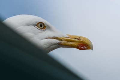 Adult herring gull looking at the camera from behind a diagonal roof.