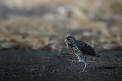 Juvenile fieldfare taking a big step forwards, walking from the right of the frame to the left.