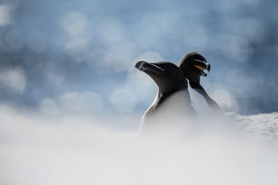 Two razorbills cuddling, with blurry hazy snow in the foreground, and a bright blue sea with shiny bokeh behind them.