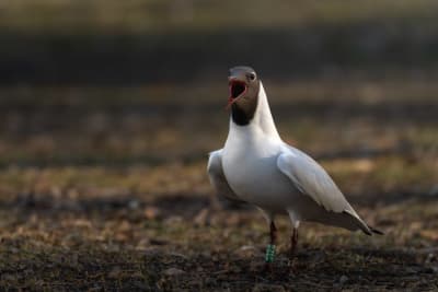 Black-headed gull with a green color ring with code J2E9 around the leg. The gull has his wings slightly tilted forward, and beak wide open.