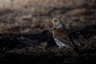 Adult fieldfare foraging for food in the mud, with some mud stuck on the beak.
