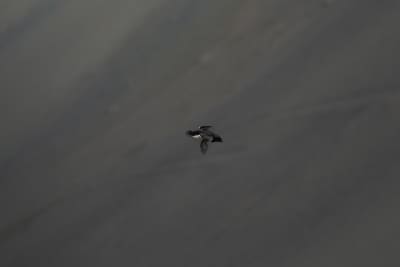 Little auk in flight, with a gray mountain in the background. The little auk is a small black and white seabird, with a rounded tail and pointy oval body shape. The face, back, and wings are black, there's a white dot above the head, a white stripe on the bottom of the wing, and a few white lines where the wing meets the body. This little auk is in the center of the frame, and seems very focused on his flight.