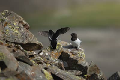 Two little auks sitting on a lichen-covered rock on the side of a mountain, with a green and gray valley out of focus in the background. The little auk on the left is facing away from the camera and stretching its wings, showing the black backside with white line under each wing. The one on the right is facing the camera, showing off the black head with white dot above the eye.