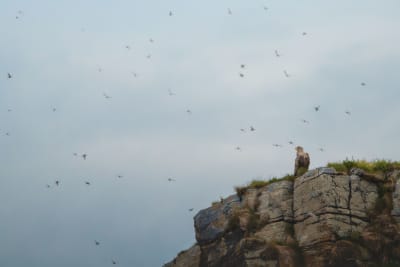 White-tailed eagle overlooking a sky filled with auks (puffims, razorbills, murres). The eagle is small in frame, sitting on the top of a cliff in the bottom right corner of the image.