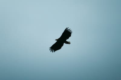 White-tailed eagle in flight. We mainly see a silhouette of the eagle, which is almost completely black, against a blue aqua/teal sky.