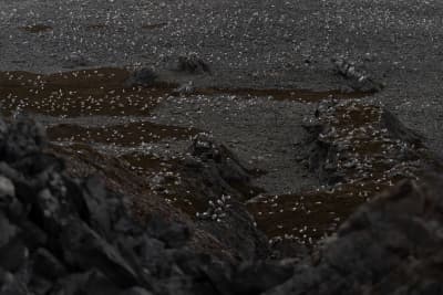 Zoomed in picture of a rocky beach with mountains on either side, and thousands of herring gulls and great black-backed gulls (mostly juveniles/below 4yo) all over the beach, showing up as little white dots against the gray rocks.