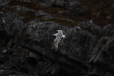 Herring gull in flight, with a rocky shoreline as the backdrop. The herring gull is not fully adult yet and still has some brown and white spotted feathers on the wings, along with the gray adult feathers.