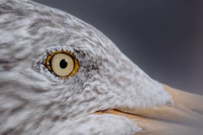 Close-up (zoomed in and cropped) of the eye and part of the head of an adult european herring gull in winter plumage (white head with brown/gray stripes). Her iris is yellow/light green, with a black pupil that reflects the sunlight and 3-4 tiny barely noticeable black specks on the iris. Around the eye there's an orange circle, out of which tiny white feathers grow, almost like white eyelashes.