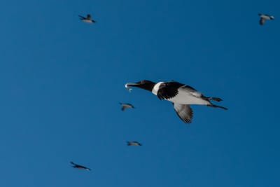 Common murre flying from right to left of the frame, with a fish in its beak. In the backgrpound are 5 other murres flying in the opposite direction, left to right. It's a sunny day with blue skies.