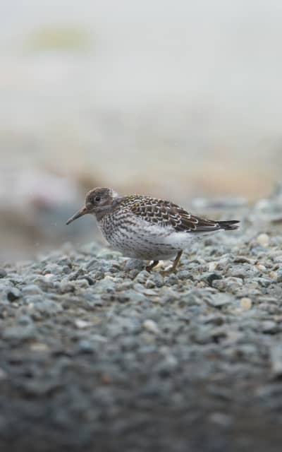 Purple sandpiper walking on a pebble underground, in rainy but bright weather. The pruple sandpiper is a small wading bird, with long orange legs and a long orange beak. It's belly is mainly white, the back is beige/brown/blak/white speckles.