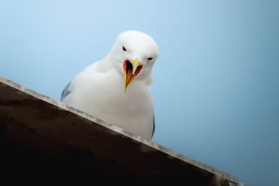 Black-legged kittiwake sitting on top of wood boxes, looking down at the camera shouting, exposing the bright red inside of the beak.