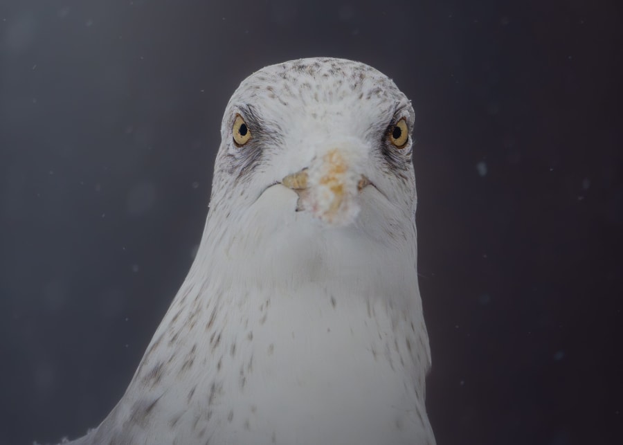 Portrait of a European Herring Gull in a snow storm. The picture is zoomed in on his face, the background is an out of focus hazy dark purple/gray, and there's snow falling around the gull. He's in adult winter plumage, white body with gray stripes on the head and around the eyes.
