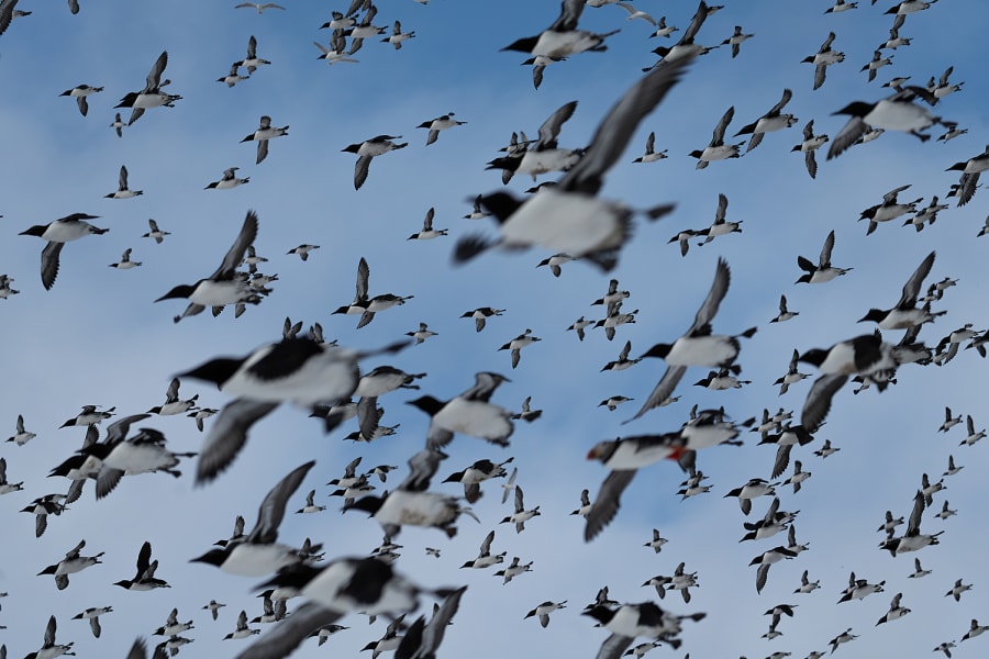 Hundereds of auks, mainly common murres (and a handful of puffins, razorbills, and gulls), flying past the camera. It's a blue sky with light clouds in the background, and the picture is taken with a telezoom lens, causing the birds in the foreground and background to be slightly in movement and out of focus.