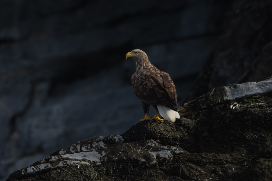 White-tailed eagle sitting on a rock, in front of other rocks. The rocks are covered in moss, and cast a blue-ish shadow in the background. The eagle has a white tail, huge yellow beak, and big white claws. The body is brown, and has white spots on the face.