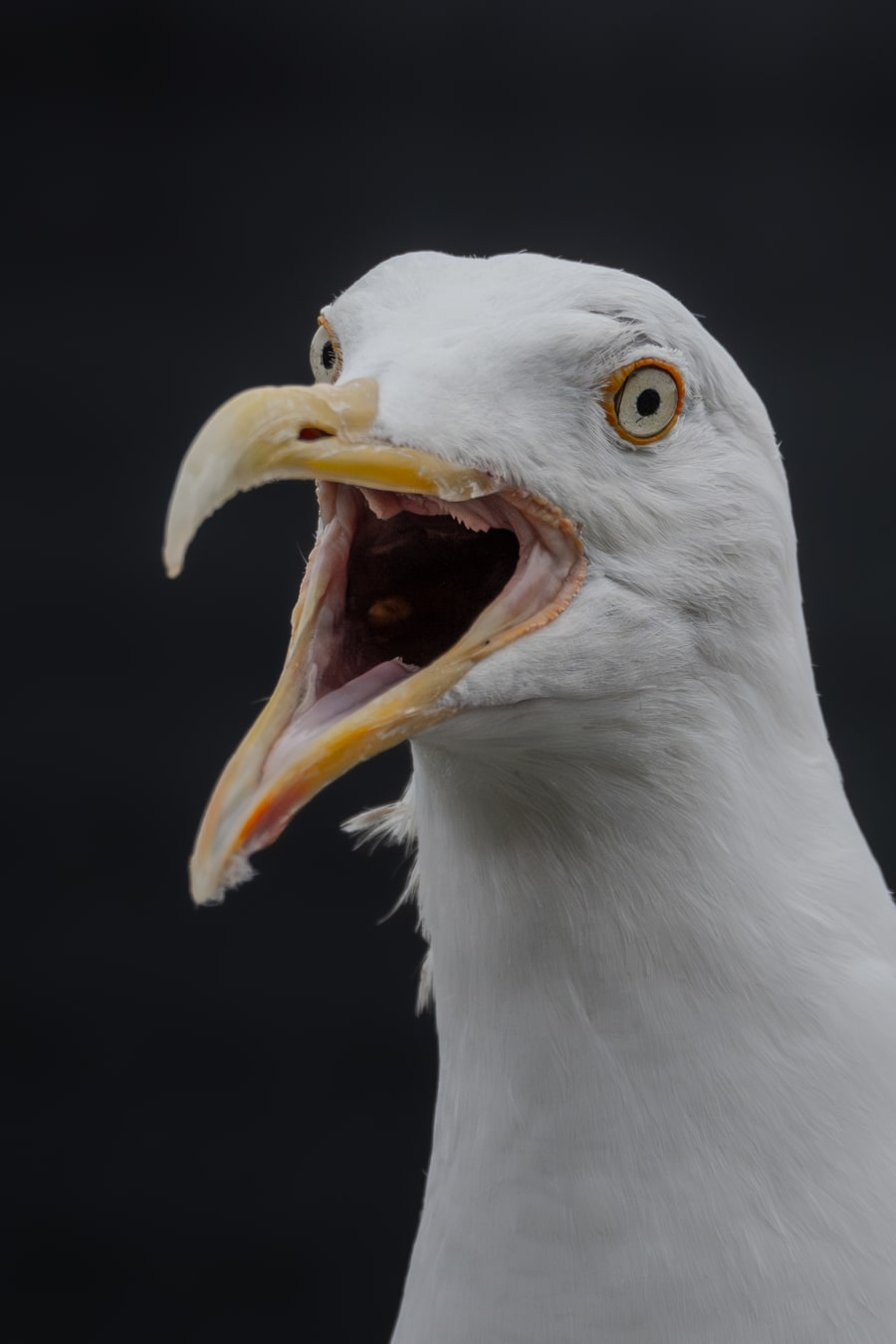 Portrait of an adult herring gull shouting towards the camera. The background is black and out of focus, whereas the gull is in fous. He's moulting from summer to winter plummage, and looking a bit bald on the head as a result.