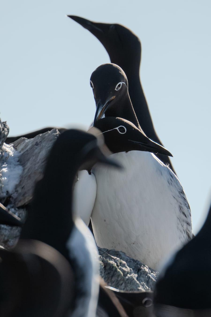 Telezoom portrait of two common murres cuddling and preening eachother, with murres blurred out in the foreground and background