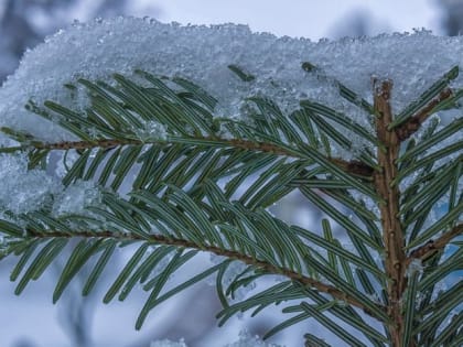 Мокрый снег и дождь ожидаются в Югре в начале рабочей недели