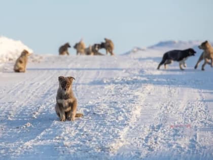 ​Жителей Солнечного терроризируют собаки