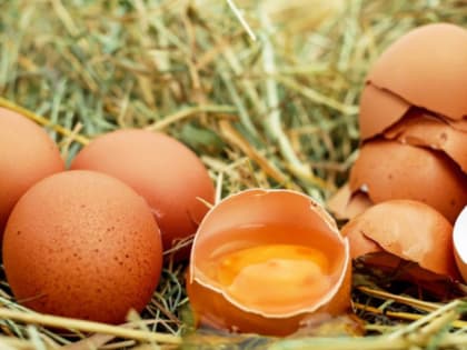 В Югре запустят предприятие по производству племенного яйца