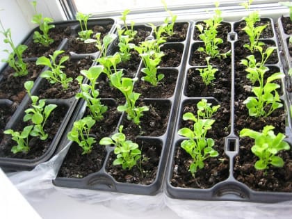 Вершки и корешки: огородники Югры готовятся к дачному сезону