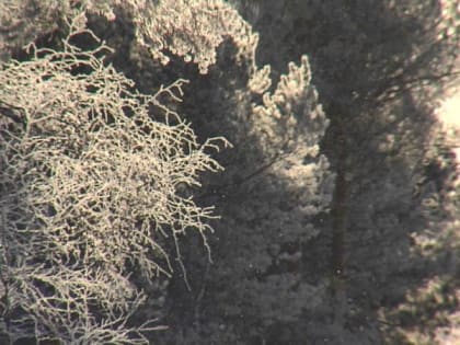 Прямо у школы: в одном из городов Югры нашли очаг бешенства
