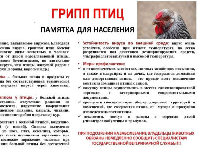 О гриппе птиц