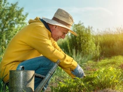 Более 100 югорчан получают повышенную пенсию за работу в сельском хозяйстве